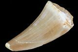 Mosasaurus Tooth - Morocco #79829-1